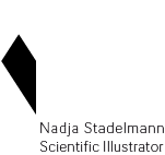 Nadja Stadelmann
