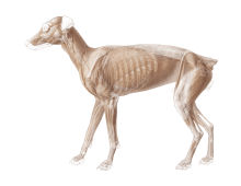Anatomie Hund